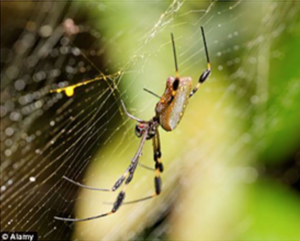 Bird-stopping Spider Glass