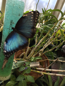 Butterflies and Frida Kahlo