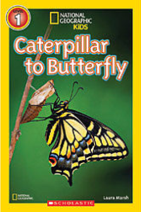 Caterpillar to Butterfly