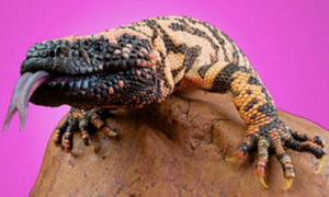 Gila Monster Diabetes Drug