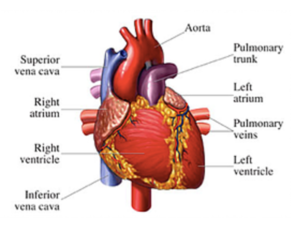 How Your Heart Works