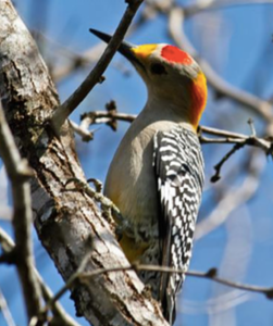 Woodpecker-inspired Helmet