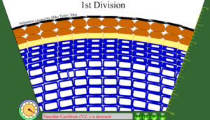 Animation of Ring Growth at the Cellular Level